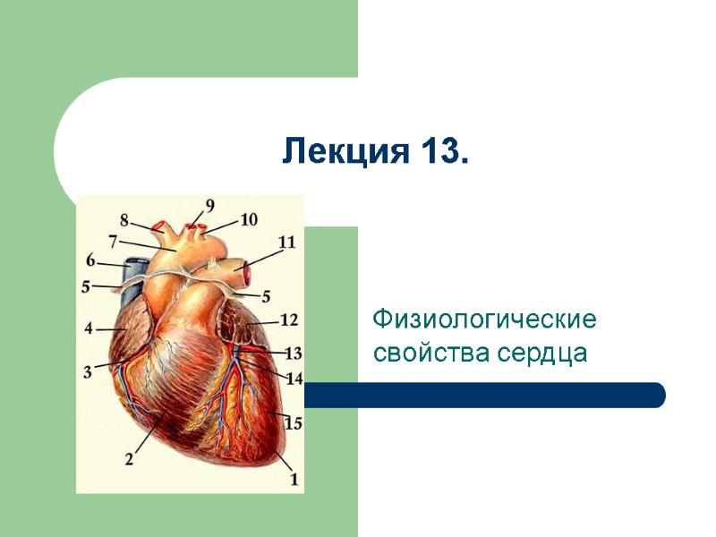 Лекция 13. Физиологические свойства сердца